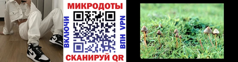Псилоцибиновые грибы Psilocybe Владивосток
